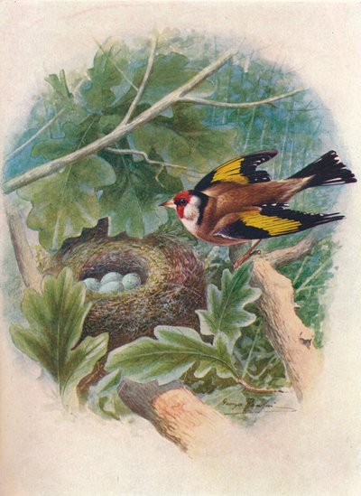 Pintassilgo - Carduelis elegans, c1910, 1910 de George James Rankin