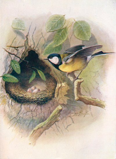 Chapim-real - Parus major, c1910, 1910 de George James Rankin