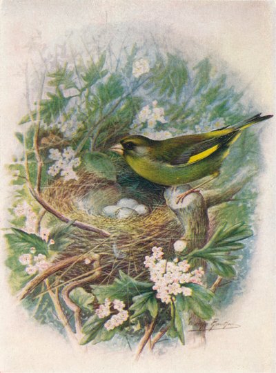 Pintassilgo - Ligurinus chloris, c1910, 1910 de George James Rankin