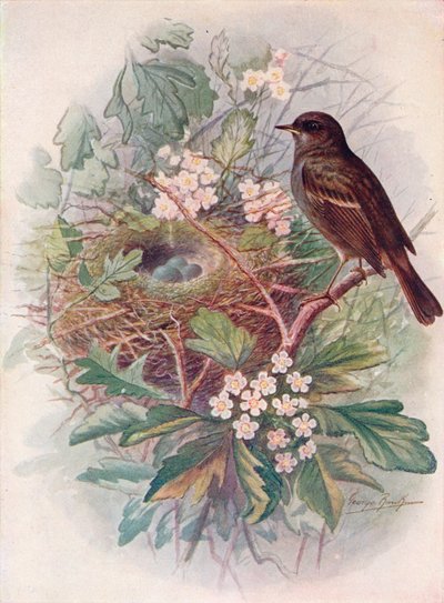 Hedgesparrow - Acentos parâmetro, c1910 de 1910 de George James Rankin