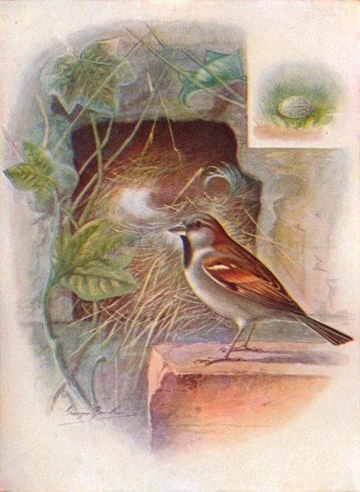 Pardal-doméstico - Passer domesticus, c1910, 1910 de George James Rankin