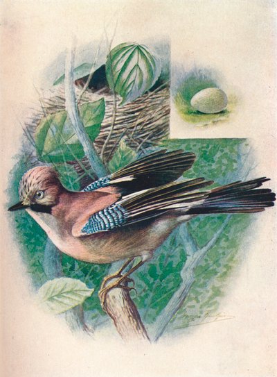 Jay- Garrulus glandarius, c1910, 1910 de George James Rankin