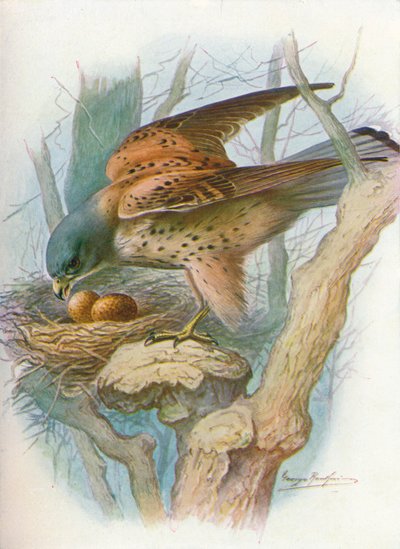 Kestrel - falco tinnunculus, c1910, 1910 de George James Rankin