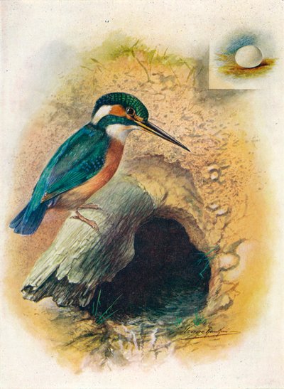 Martim-pescador - Alcedo ispida, c1910, 1910 de George James Rankin