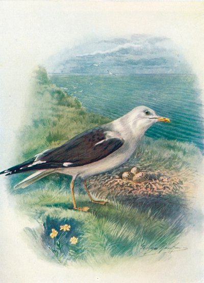 Gaivota-de-dorso-negro-pequeno - Larus fuscus, c1910, 1910 de George James Rankin