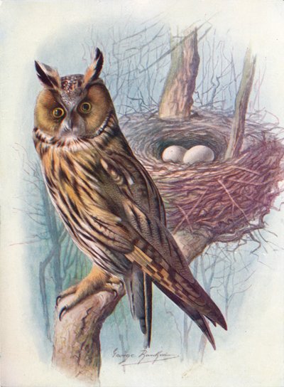 Coruja-pequena - Asio otus, c1910, 1910 de George James Rankin