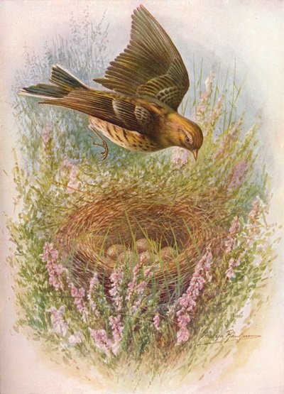 Prado-Pipit ou Titlark - Anthus pratensis, c1910, 1910 de George James Rankin