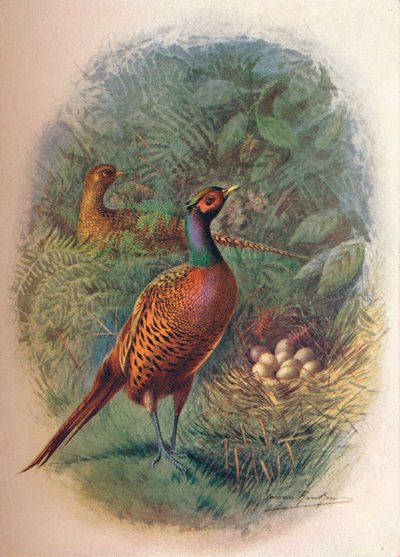 Faisão - Phasianus colchicus, c1910, 1910 de George James Rankin
