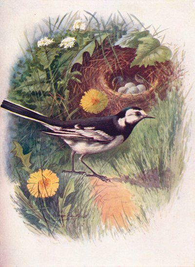 Alvéola-vermelha - Motacilla lugubris, c1910, 1910 de George James Rankin