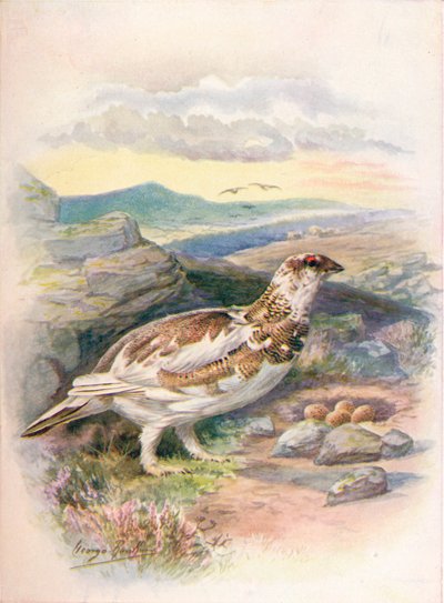 Lagópus mutus, c1910, 1910 de George James Rankin