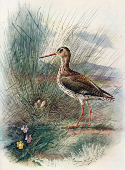 Redshank - Totanus calidris, c1910, 1910 de George James Rankin