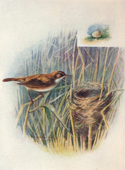 Toutinegra-de-cana - Acrocephalus streperus, c1910, 1910 de George James Rankin