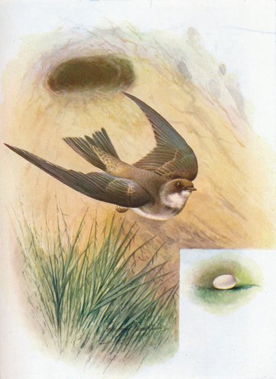 Sand-Martin - Cotile riparia, c1910, 1910 de George James Rankin