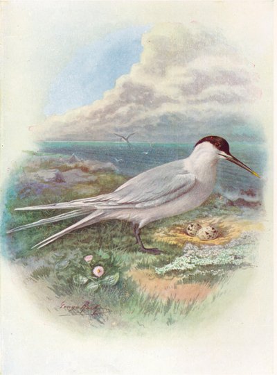 Andorinha-do-mar - Sterna cantiaca, c1910, 1910 de George James Rankin