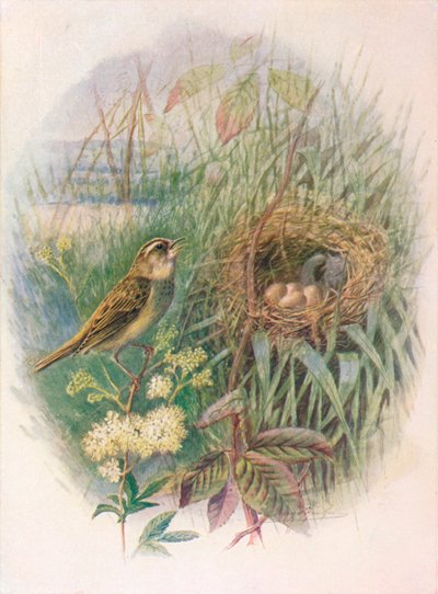 Toutinegra-de-bico-vermelho - Acrocephalus phragmitis, c1910, 1910 de George James Rankin