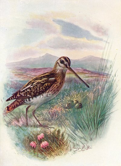 Snipe - o Woodcock Céu, c1910 de 1910 de George James Rankin