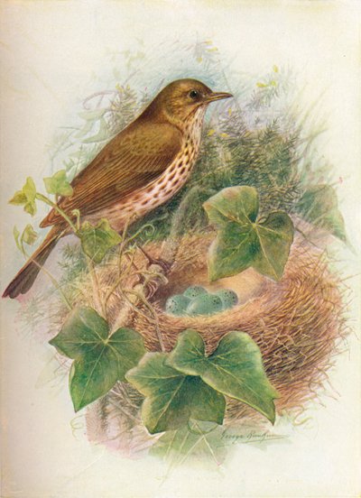Song-Thrush ou Mavis - Turdus musicus, c1910, 1910 de George James Rankin