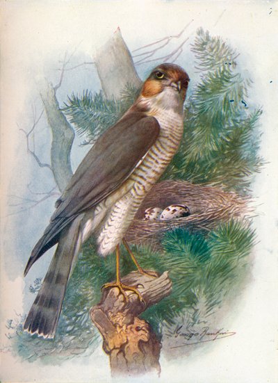 Sparrow-Hawk - Accipiter nisus, c1910, 1910 de George James Rankin