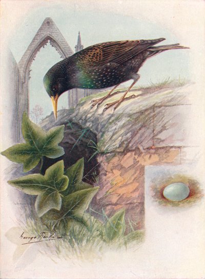 Estorninho - Sturnus vulgaris, c1910, 1910 de George James Rankin