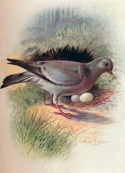 Stock-Dove - Columba oenas, c1910, 1910 de George James Rankin