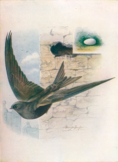 Swift - Cypselus apus, c1910, 1910 de George James Rankin