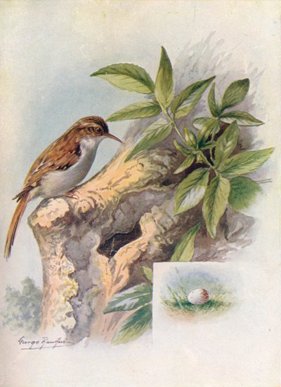 Trepadeira-de-árvore-Certhia familiaris, c1910, 1910 de George James Rankin