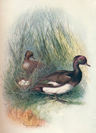Pato-pelado - Fuligula cristata, c1910, 1910 de George James Rankin