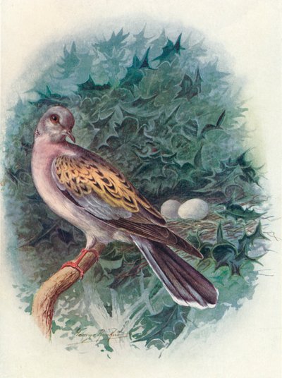 Tartaruga-Dove - Turtle, c1910 de 1910 de George James Rankin
