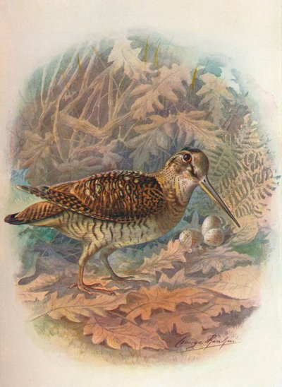 Galinhola - Scolopax rusticula, c1910, 1910 de George James Rankin