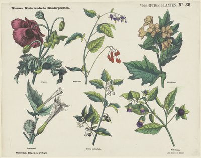 Plantas venenosas (título no objeto) Novas estampas infantis holandesas (título da série no objeto) de George Lodewijk Funke