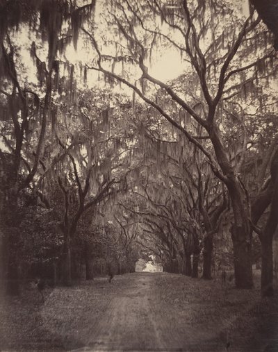 Cemitério Bonaventure, Quatro Milhas de Savannah, 1866. de George N. Barnard