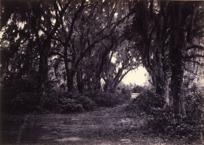 Bonaventure, Savannah, Geórgia de George N. Barnard