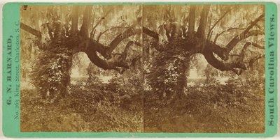 [Live Oaks, Cemitério da Magnólia] de George N. Barnard