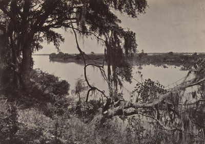 Rio Savannah, perto de Savannah, Geórgia, década de 1860. de George N. Barnard
