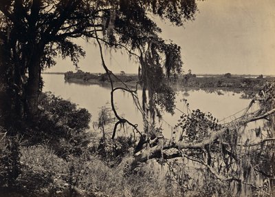 [Rio Savannah, perto de Savannah, Geórgia] de George N. Barnard