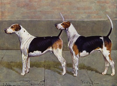 O colono e cardeal dos Foxhounds de Puckeridge de George Paice