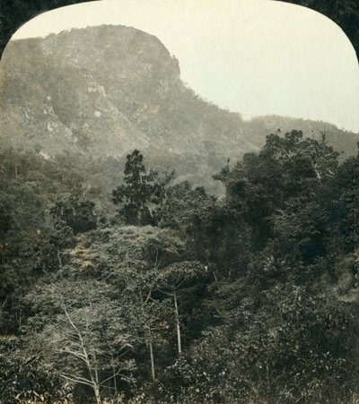 Vegetação tropical no Barron River Gorge, ... Cairns, Queensland, Austrália, c1909. de George Rose