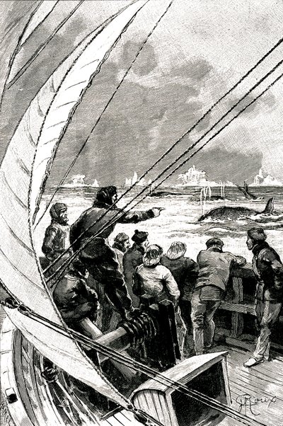 No mar em direcção ao Polo: a tripulação de um navio (veleiro) vê um grupo de baleias. Ilustração do romance de Jules Verne (1828-1905) "" The Ice Sphinx "". de George Roux