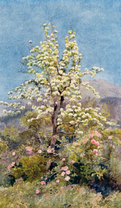 Flor de pereira, Alpes Marítimos (litografia a cores) de George Samuel Elgood