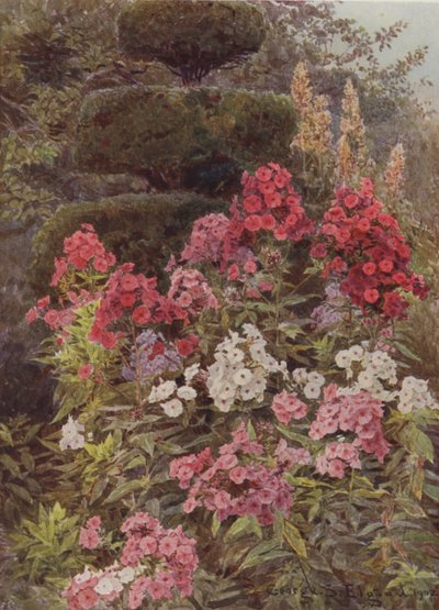 Phlox de George Samuel Elgood