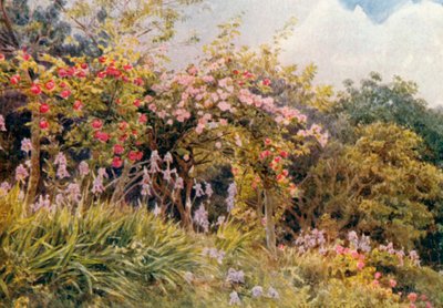 Rosas e íris (litografia a cores) de George Samuel Elgood