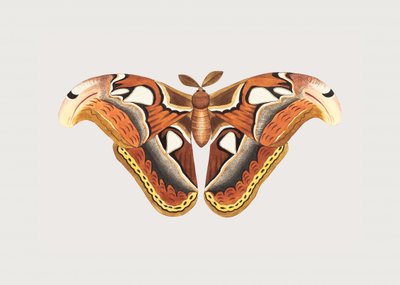 Mariposa-atlas de George Shaw