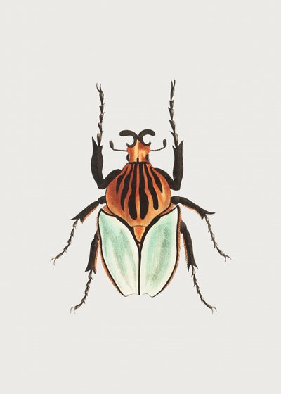 Chefe Beetle de George Shaw