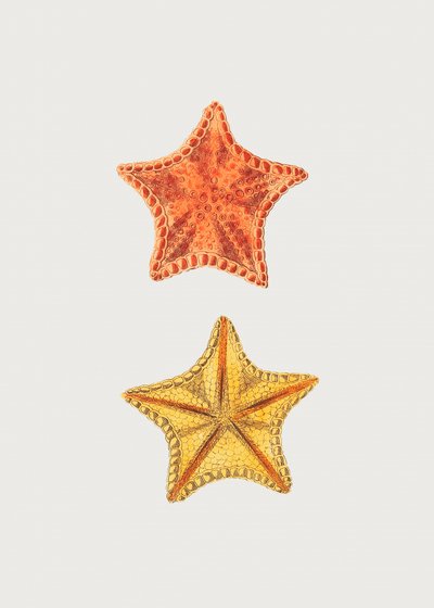 Asterias esculpidas de George Shaw