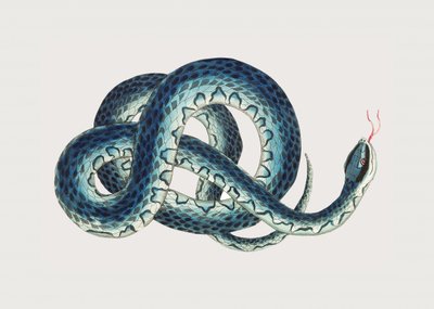 Cobra-fasciculada de George Shaw