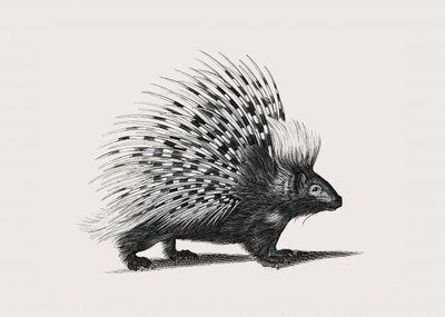 Ilustração de um porco-espinho de George Shaw