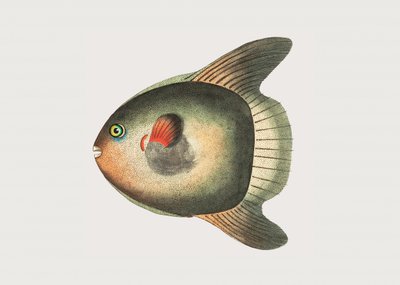 Peixe-sol-anão de George Shaw