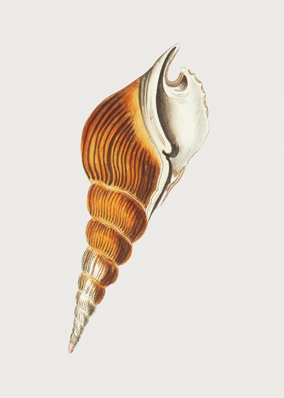 Espiral de Strombus de George Shaw