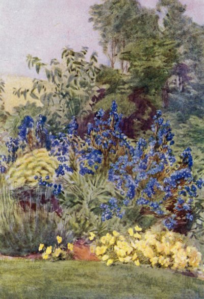Anchusa Italica Dropmore, a variedade Dropmore Alkanet, com Clematis recta e Violas (cor litho) de George Soper