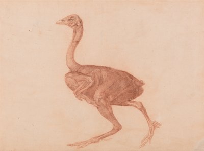 Uma exposição anatómica comparativa da estrutura do corpo humano com a de um tigre e de uma ave comum: Galinha de Dorking, Vista Lateral de George Stubbs